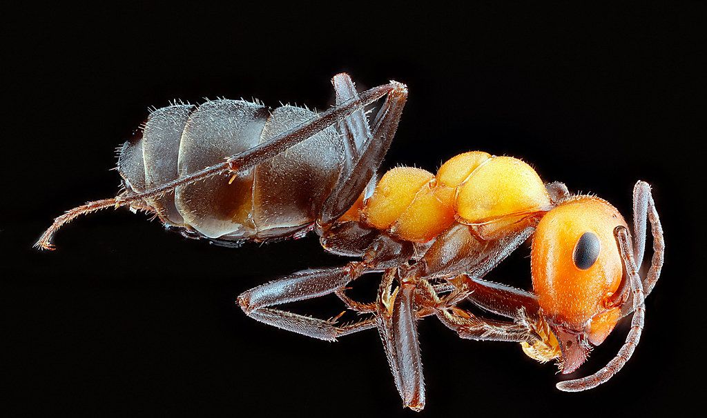 Ant Control service in Great Falls, MT