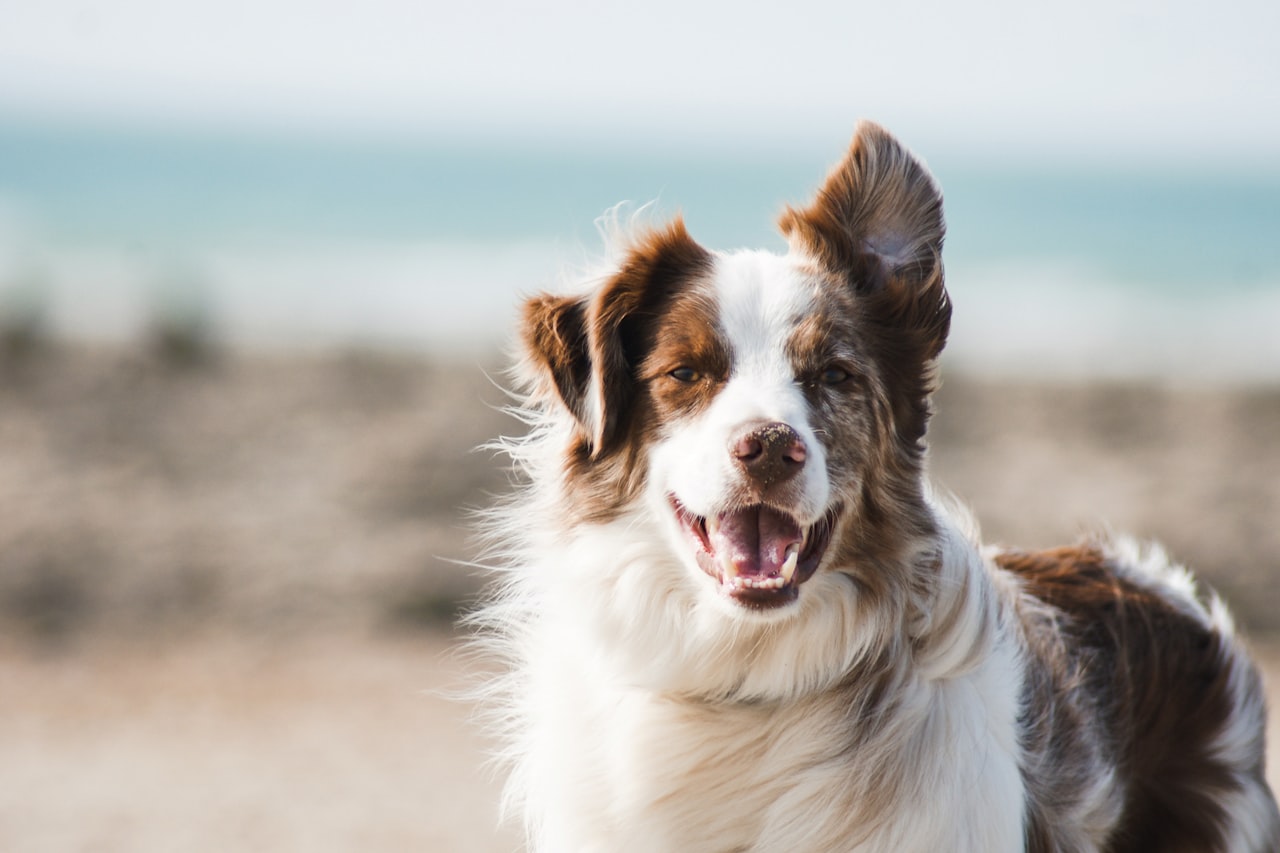Flea & Tick Control service in Great Falls, MT