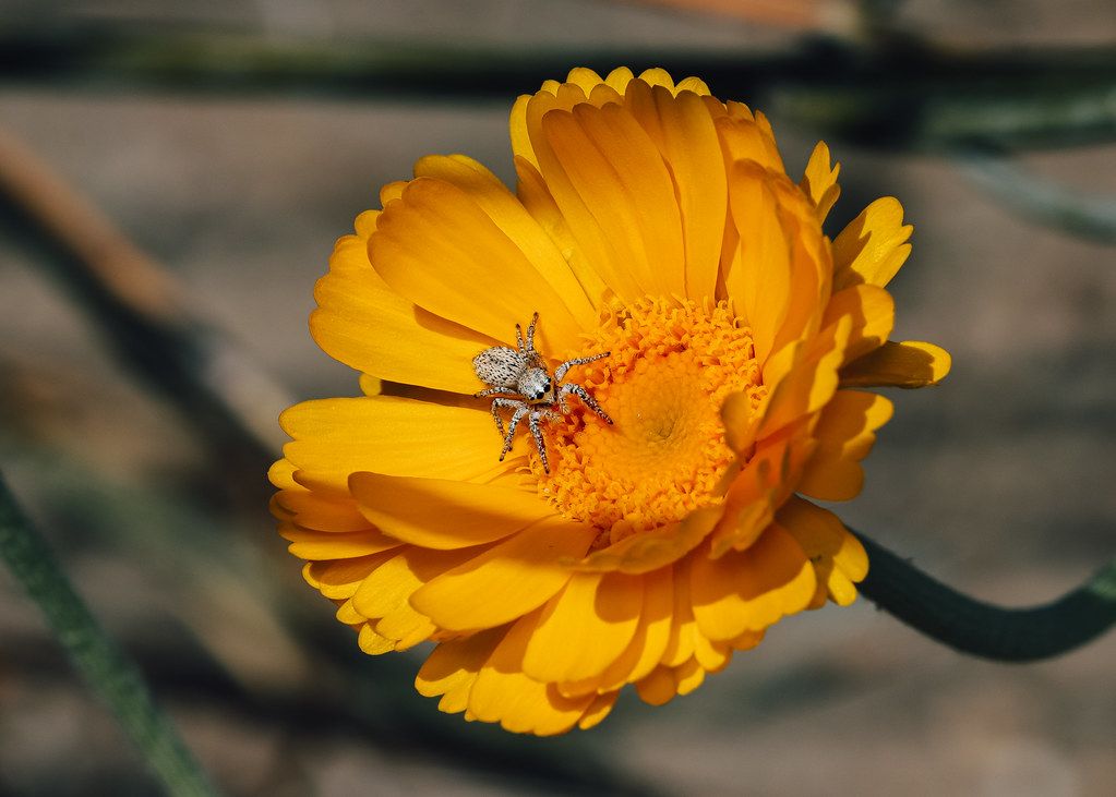 Spider Control service in Great Falls, MT